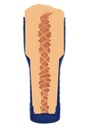 SRC:https://cdn.shopify.com/s/files/1/0928/8738/4393/files/10702_SKIN_09.jpg?v=1761753874
